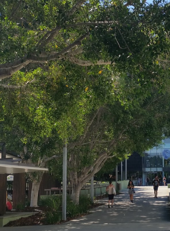 GOMA and State Library shady walk copy