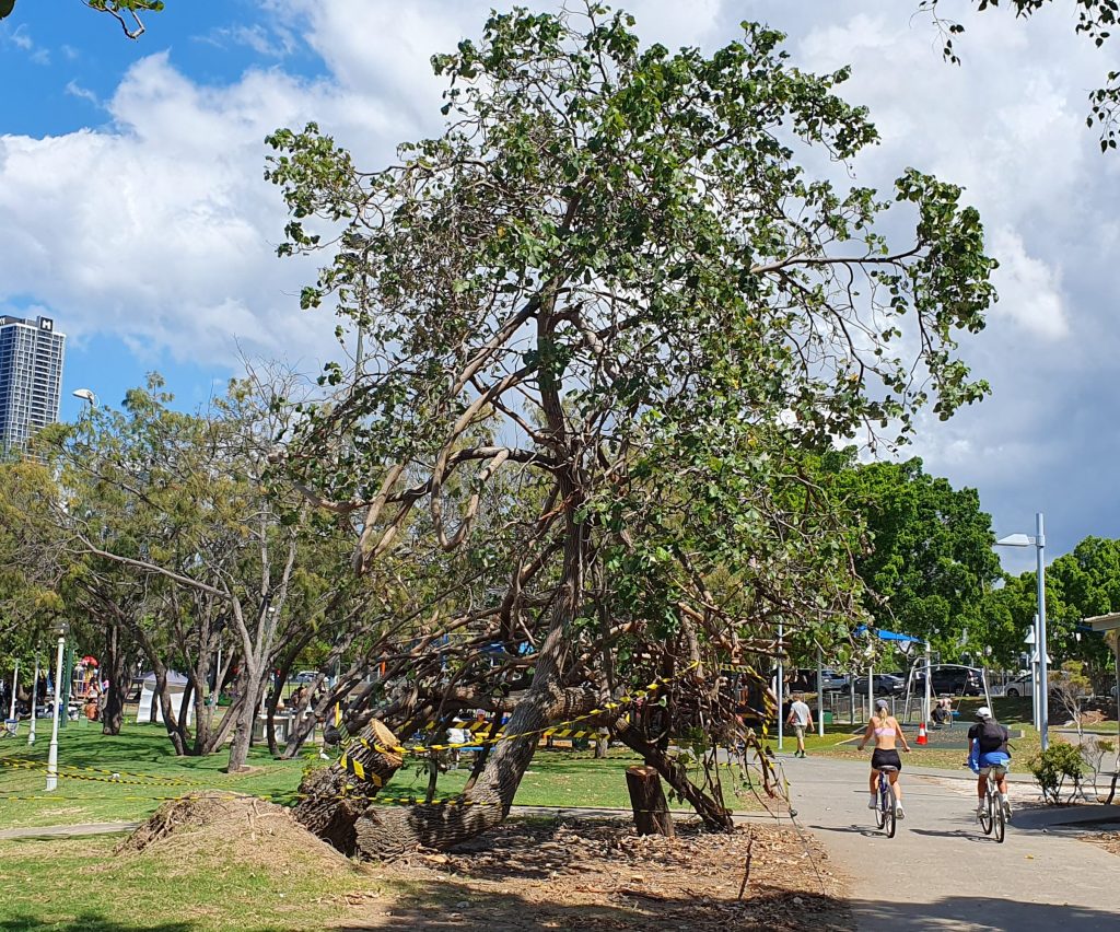 A damaged tree marked off with yellow and black tape stands beside a bikeway.